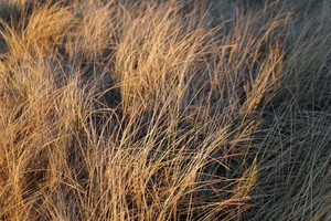 picture of of grass